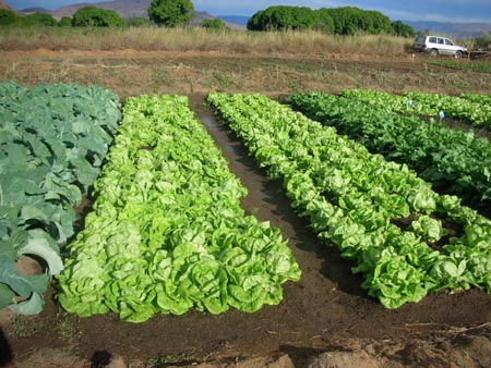 Lgumes feuilles.jpg