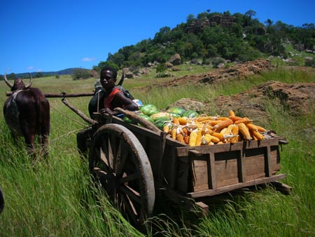 Transport de mas au march.jpg