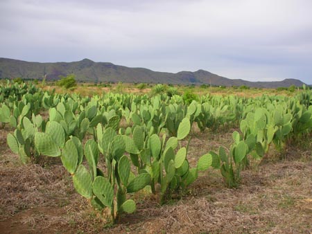 Culture cactus inermes.jpg