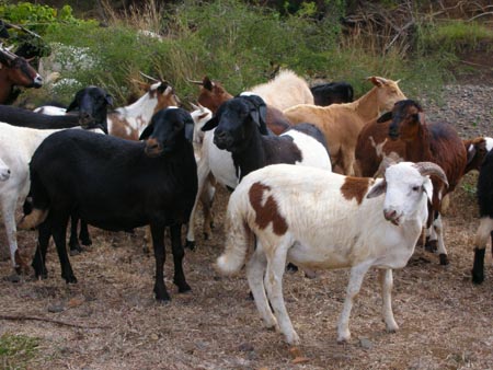 Troupeaux de mouton.jpg