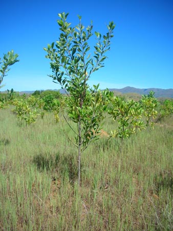 Acacia mangium 1.jpg