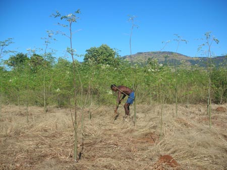 Entretien parcelle moringa.jpg