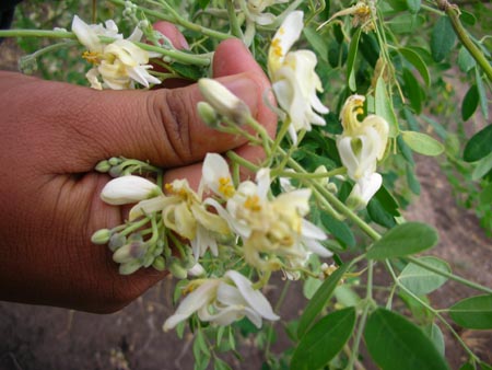 Inflorescence moringa.jpg