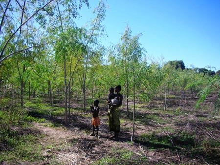 Parcelle moringa.jpg