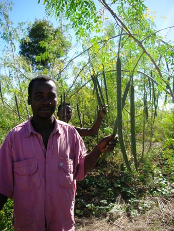 Parcelle moringa 1.jpg