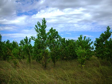 Plantation de acacia mangium ankily.jpg