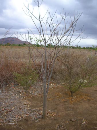 Plantation de baobab.jpg