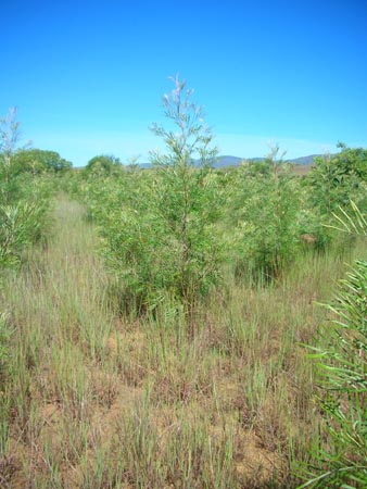 Plantation de grvilla.jpg