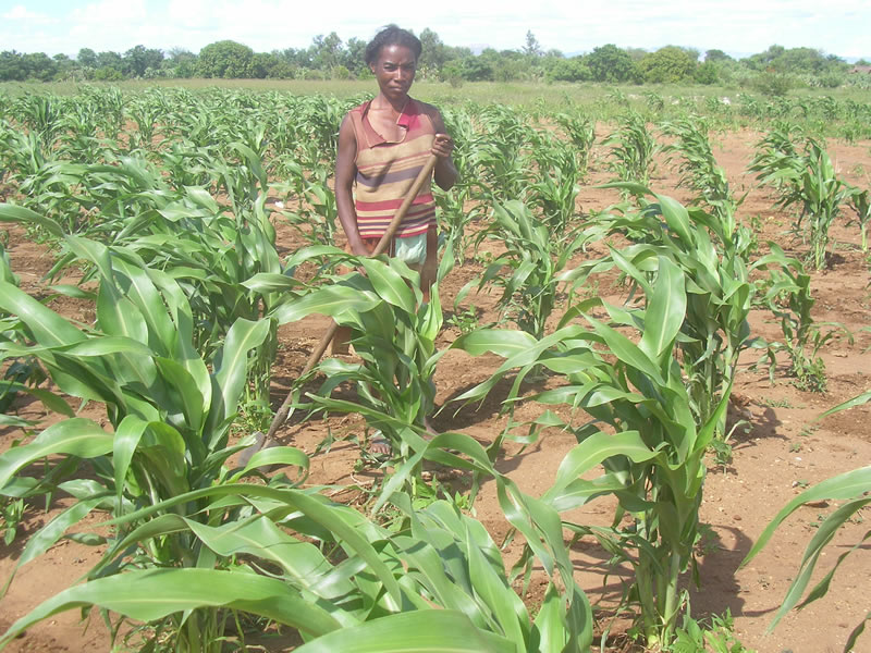 Siuvi Ankaranabo le propriétaire du champ janvier 2011