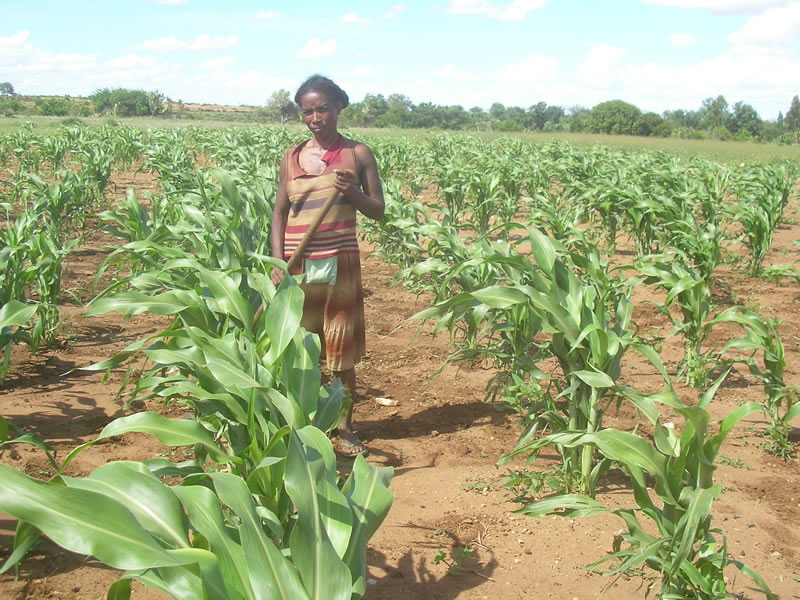 Siuvi Ankaranabo sorgho associé niébé avec son propriétaire janvier 2011